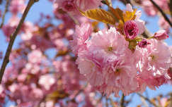 japán cseresznye tavaszi virág virágzó fa