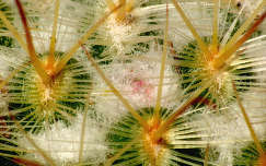 Kaktusz - Mammillaria bombycina