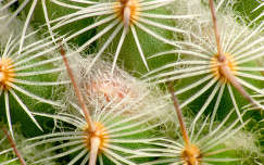 Kaktusz - Mammillaria haageana