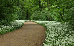 címlapfotó medvehagyma erdő tavasz út virágmező