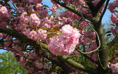 Japán cseresznyefa