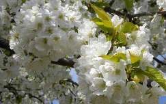 cseresznyefa virágzás