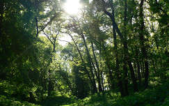 fény erdő