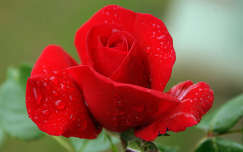 címlapfotó rózsa vízcsepp valentin
