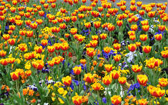 Pécsi tulipánok