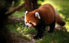 panda vörös panda