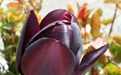 Fekete tulipan