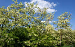 címlapfotó fa tavasz akácvirág virágzó fa