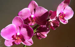 Orchideánk