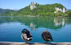 Szlovénia Bledi-tó kacsák