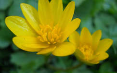 Kimagasló sárga virág
