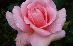Rózsa a májusi eső után