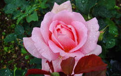 Rózsa esőcseppekkel
