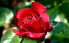 címlapfotó rózsa vízcsepp valentin