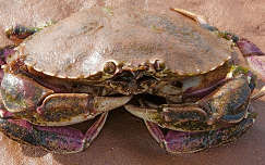 Crab - Prince Edward Island, Canada