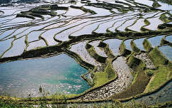 Rizsföldek, Kína
