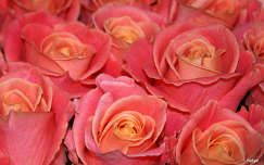 névnap és születésnap virágcsokor és dekoráció rózsa