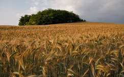 mező kalász gabonaföld nyár