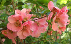 japánbirs virága