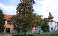 Virágzó fa - Debrecen