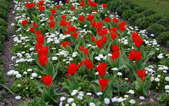 tulipán kertek és parkok százszorszép