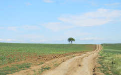 fa gabonaföld út kukoricaföld