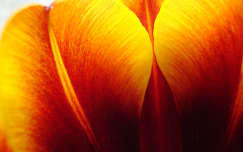 tulipán szirmai