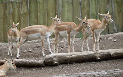 Magyarország, Veszprém, Állatkert, indiai antilopok