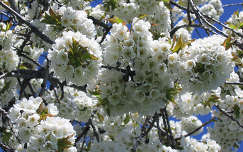 Cseresznyefa virágai