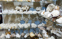 Kagylók, Korallok, csigák