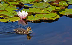 vizimadár tó állatkölyök kacsa címlapfotó tavirózsa madárfióka levél tükröződés nyár