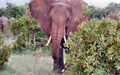 elefánt