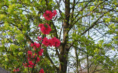 Tavaszi virágzó fa - japánbirs