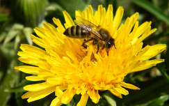 vadvirág pitypang méh rovar