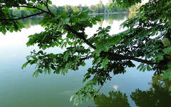 Gesztenyefa,tatai cseke tó partján(Orbán Márk)