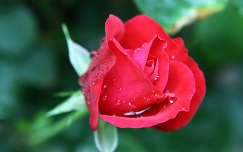 bimbó névnap és születésnap címlapfotó rózsa nyári virág nyár valentin vízcsepp