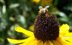 kúpvirág méh rovar