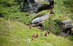 Hegyikecskék a Hohe Tauern Nemzeti Parkban