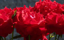 Vörös Rózsa Zalátán