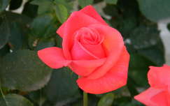 rózsa