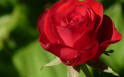 Vörös rózsa Zalátán a kertből