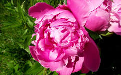 Pünkösdi rózsa. Fotó: Csonki