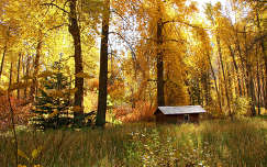 ház ősz erdő