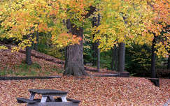 ősz fa címlapfotó erdő