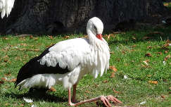 Fehér gólya