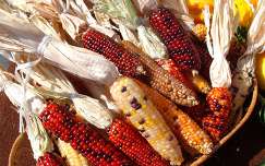 Kukoricacsövek ősszel - fotó: Kőszály