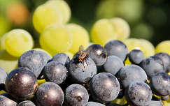 szőlő gyümölcs rovar