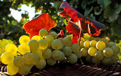 ősz levél szőlő gyümölcs