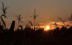 naplemente kukoricaföld