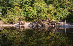 ősz erdő tó tükröződés